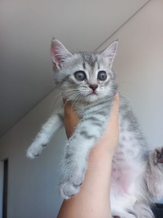 шотландские котята