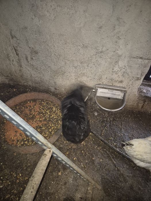 Vand oua pentru incubat din rasa ameraucana