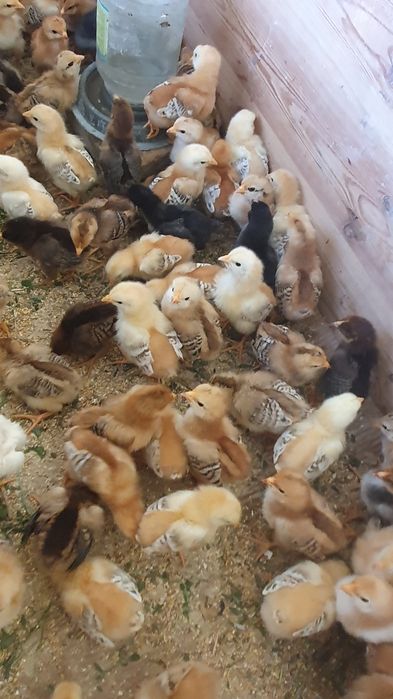 Кизил товук жужалари