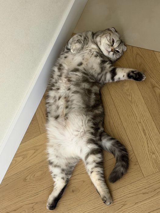 Кошки породистые