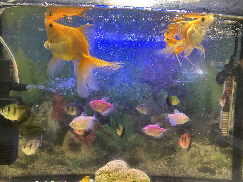 Продам золотую рыбу.