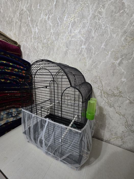 Попугай пара неразлучники