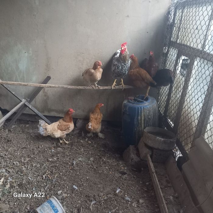 Продам курей и петух