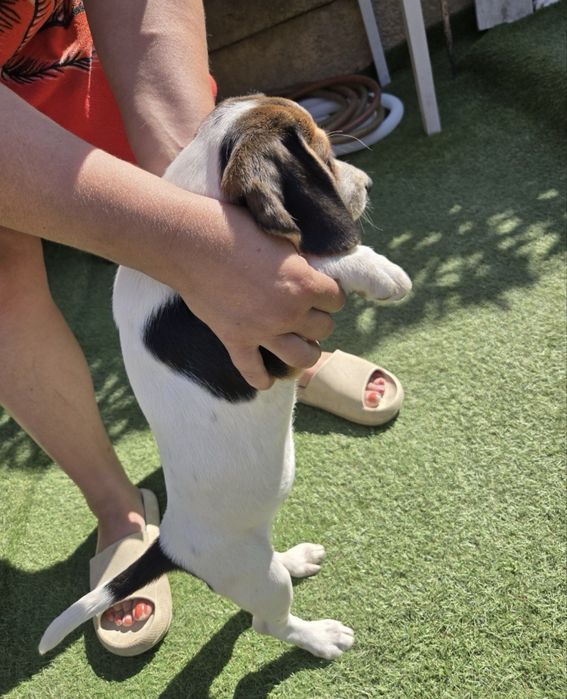Pui beagle 3 luni