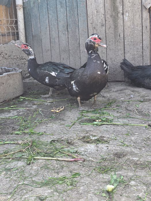 Oua de raţă BIO - crescute la țară
