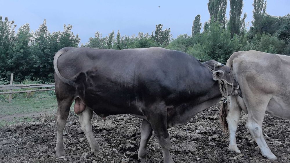 Алатау бұқа сатылады