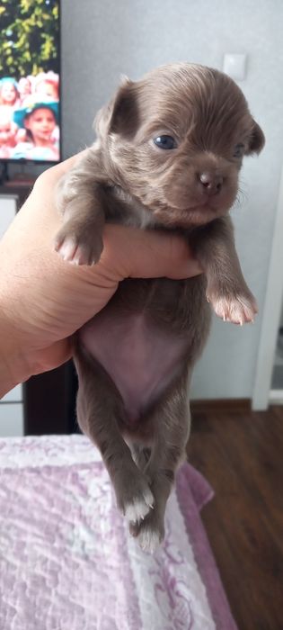 Щенки   чихуахуа