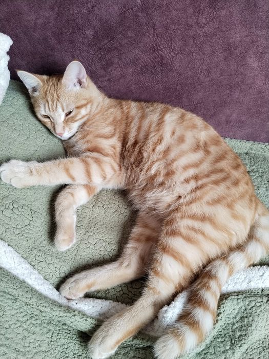 Отдам Кота в хорошее руки