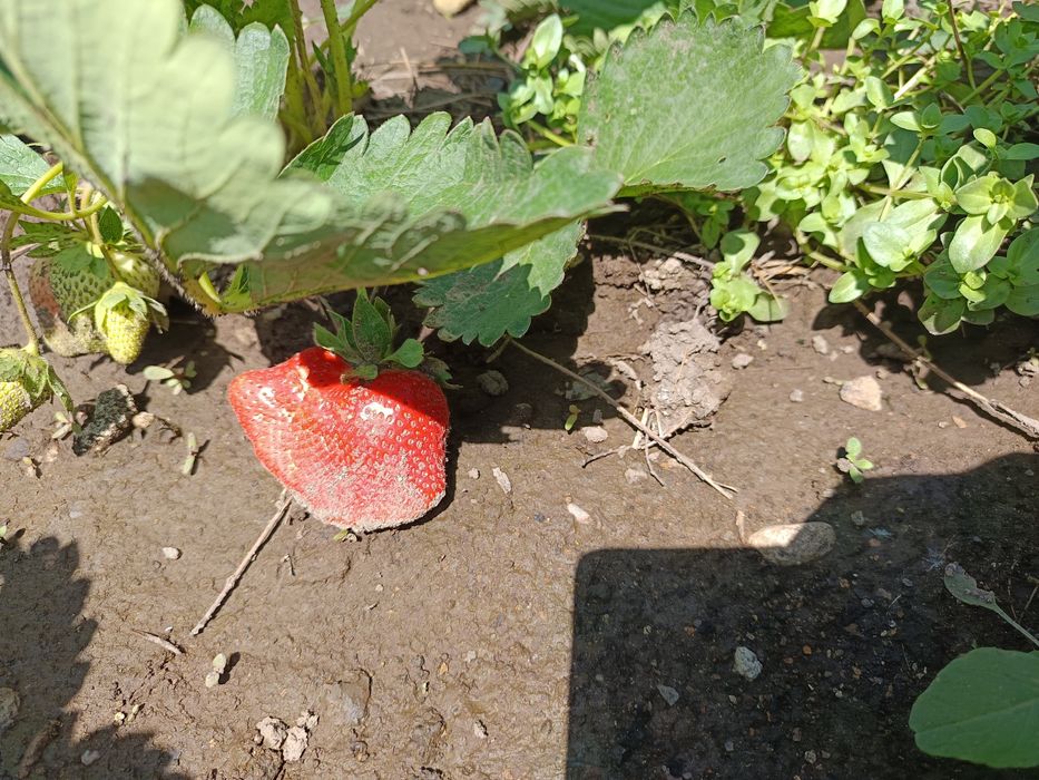 Разсад целогодишни ягоди