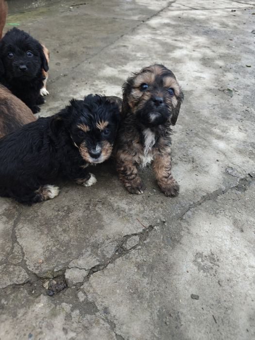 Catelusi pentru donat