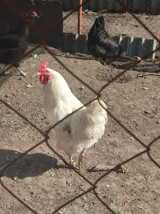 Продам домашнего петуха
