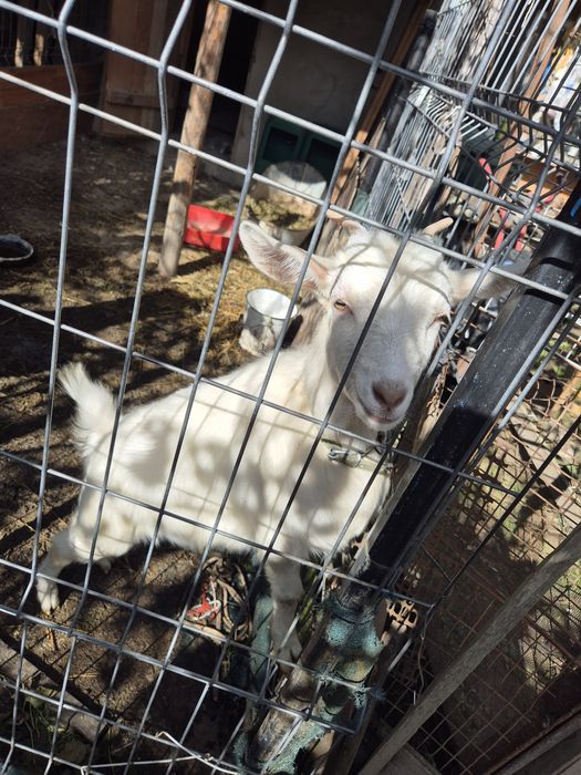 Vând capre si un țap