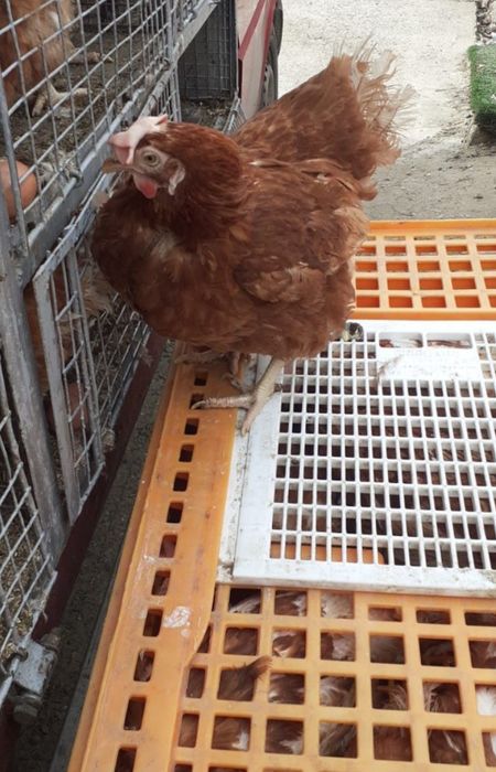 Fermă de găini vă ofer înspre vânzare găină roșie ouătoare