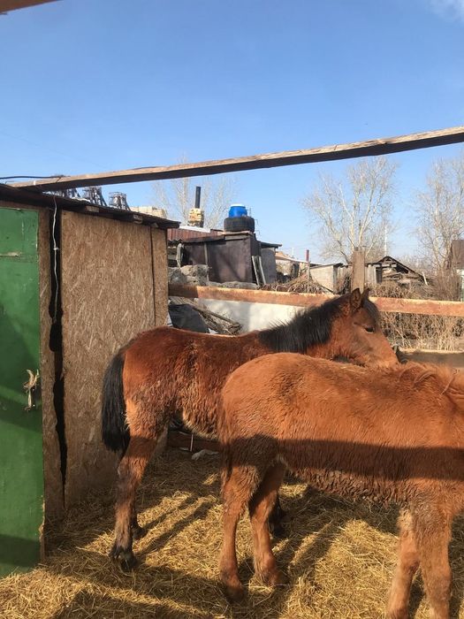 ПРОДАМ двух тайчиков