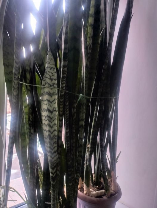Сансевиерия продам