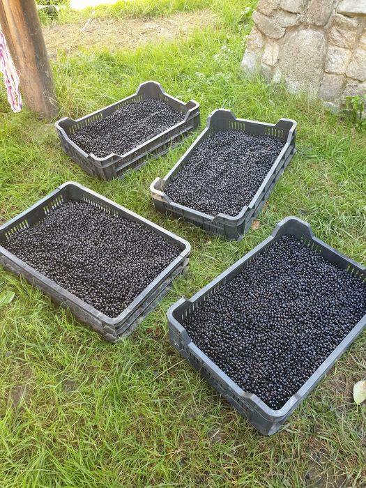 Joi, 30 iulie! Afine proaspete – Livrare în Cluj-Napoca