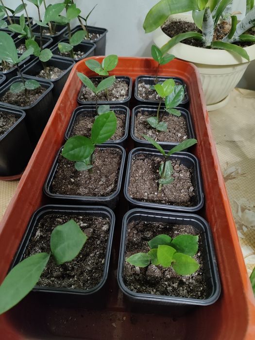 красивые замиакулькасы