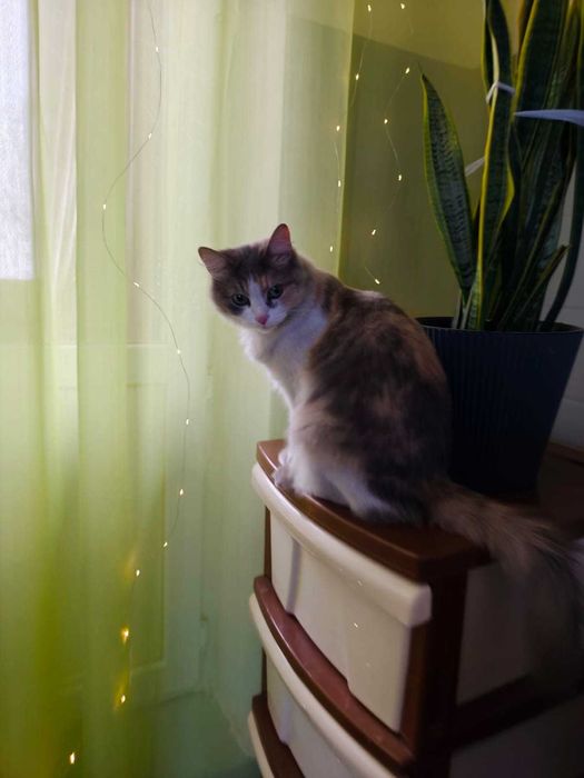 Отдам даром кошку