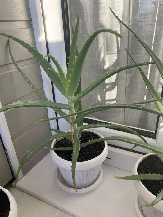 Алоэ лечебное  столетник