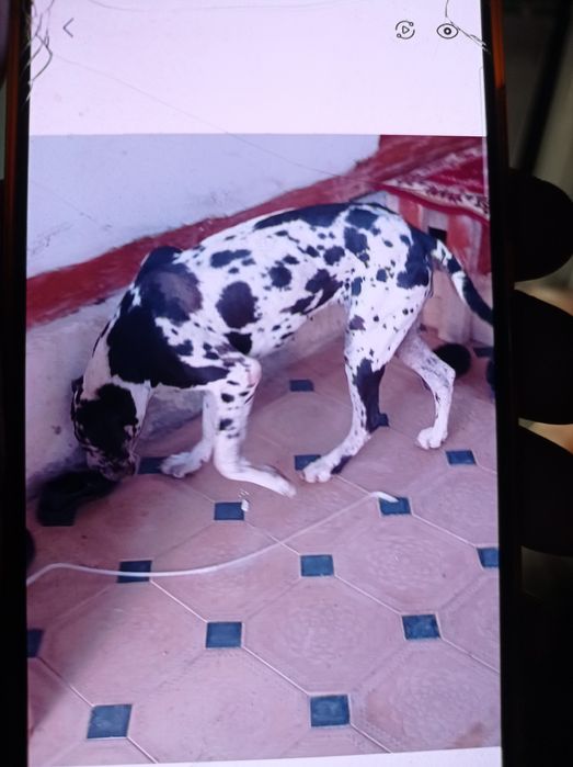 Каралевский дог сотилади