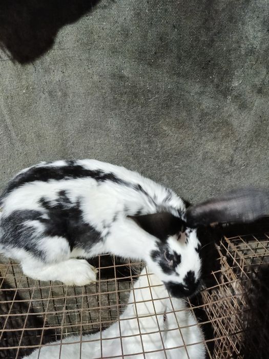 Продаются кролики