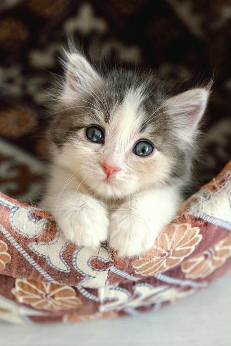 Отдам котенка в хорошие руки