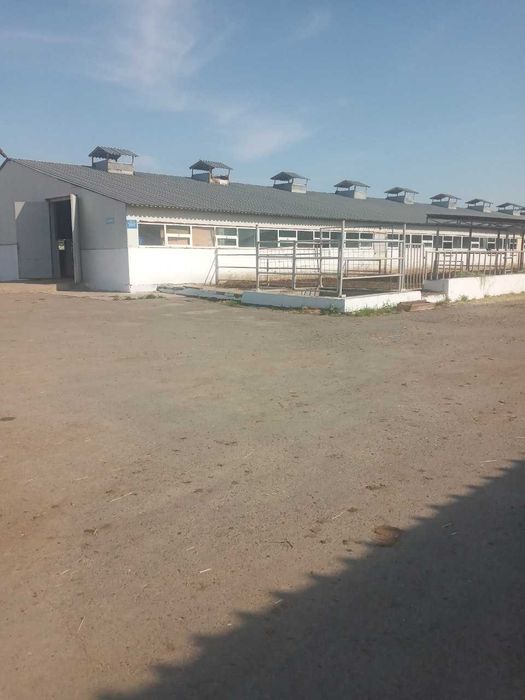 Продаю бизнес действующую молферму в Ташкентской области