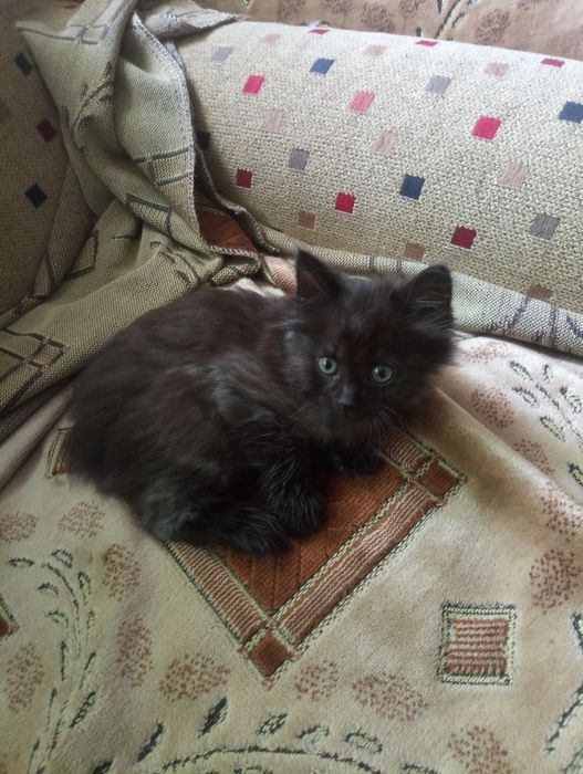 Котята  Крысоловы