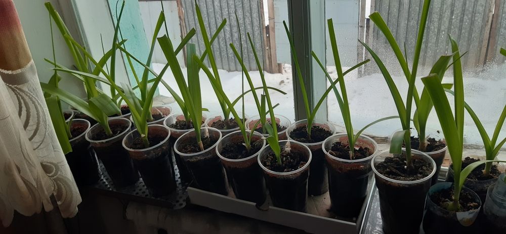 Индийский    Лук