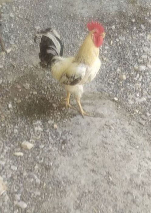 Miley Cyrus erotik rasmlar