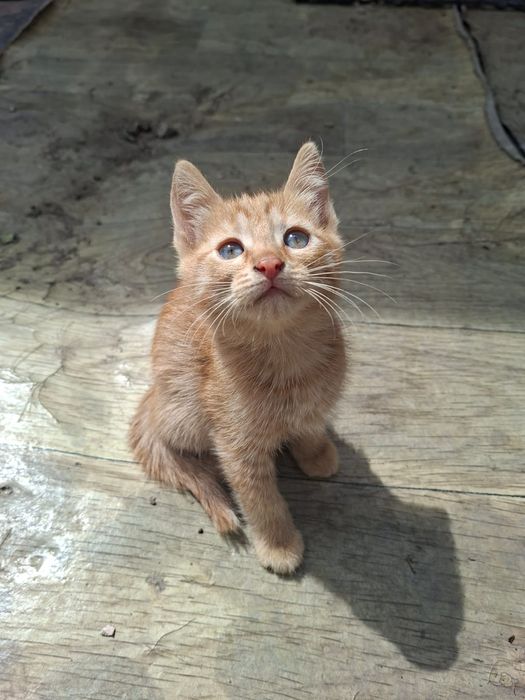 Отдам в добрые руки котят бесплатно