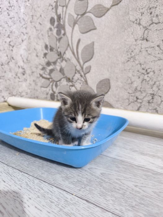 Отдам котят даром