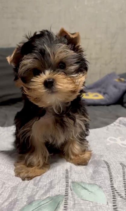 Кукольные мини мальчик и девочка