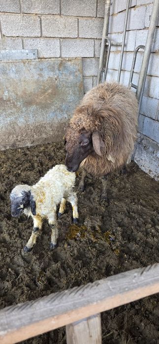 Саулық қозысымен сатылады