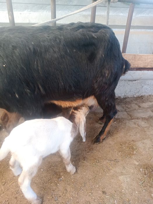 Коза с козлятами