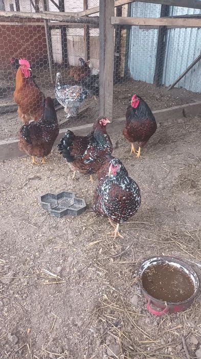 Oua si pui de cochinchina si wyandotte portelan