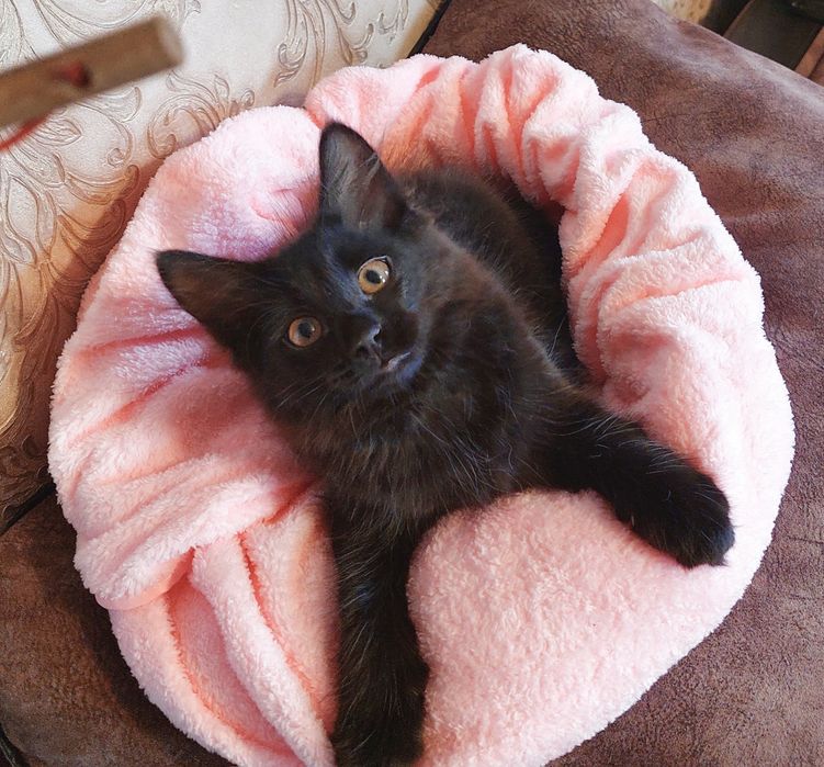 Милые котята ищут дом.