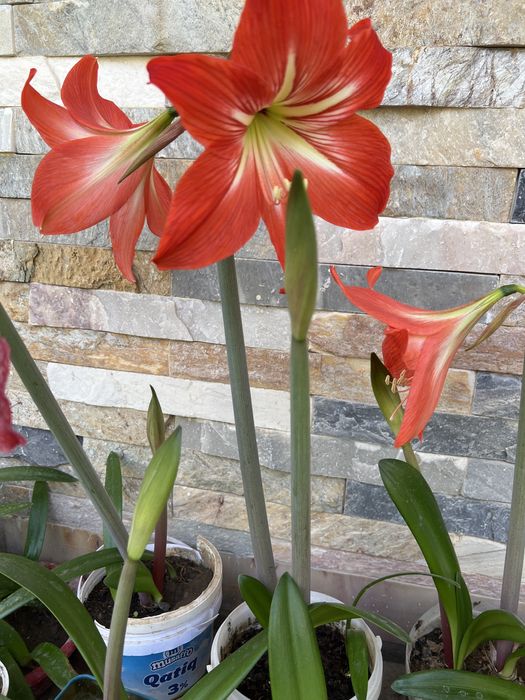 Амаралис гуллари. Цветы комнатные