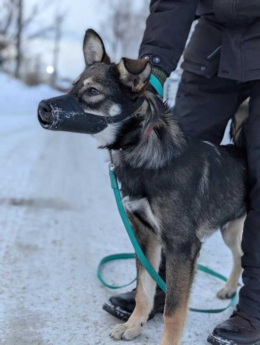 Найден пес! Очень нужен дом! Срочно!