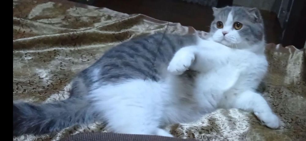 Срочно нужен кот скоттиш страйт для вязки!