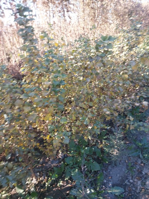 Индейский сирен сирейский сирен ва роза мини роза кучатлари