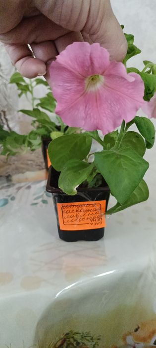 Продам петунии ампельные
