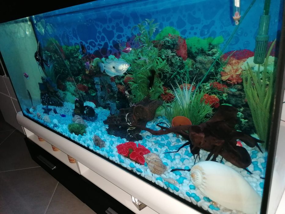 Acvariu pesti eheim 1200x500x500