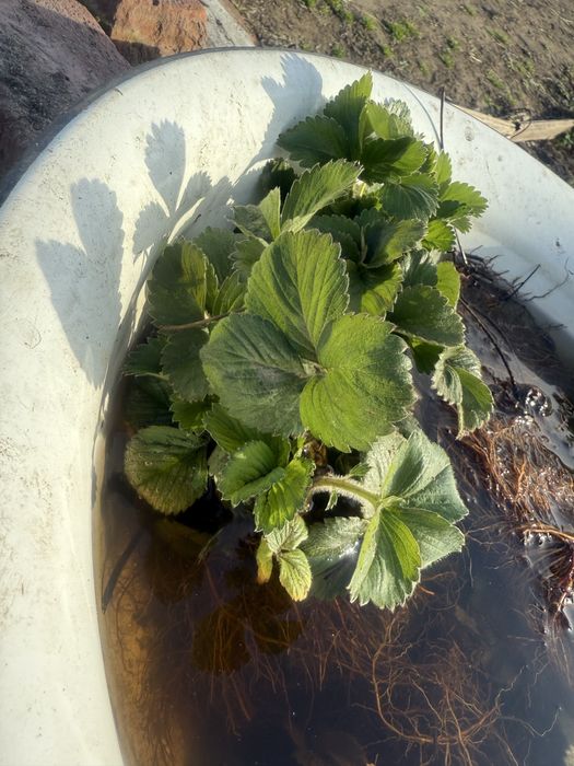 Продам рассаду клубники