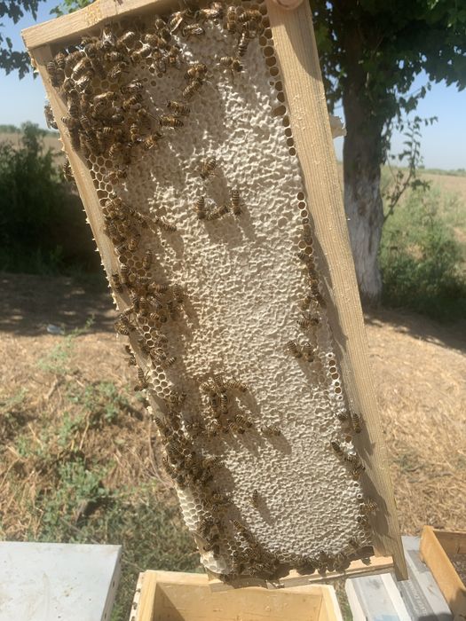 Свои Пчёлы - Свой Мёд