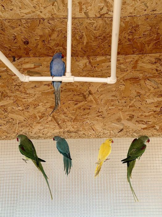 Vând Peruși și Micul și Marele Alexander