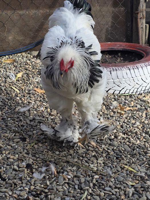 Cocos Brahma herminat deschis