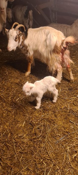 Vand iezi de 3-5 zile