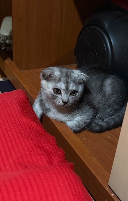 Шотланский веслоухий