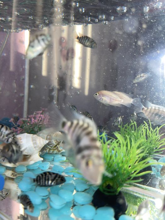 Аквариум с рыбками ( комплект )